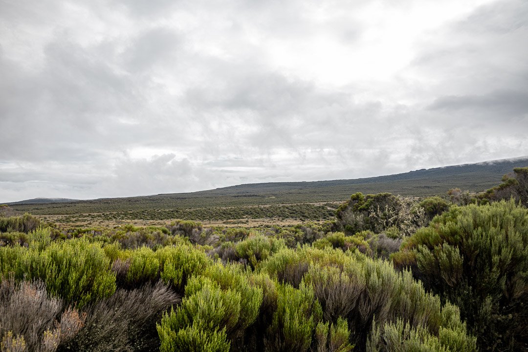 WS Mt Kilimanjaro 26-7041.jpg