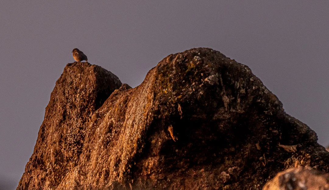 WS Mt Kilimanjaro 26-7587.jpg