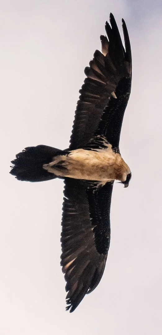 WS Mt Kilimanjaro 26-8052.jpg