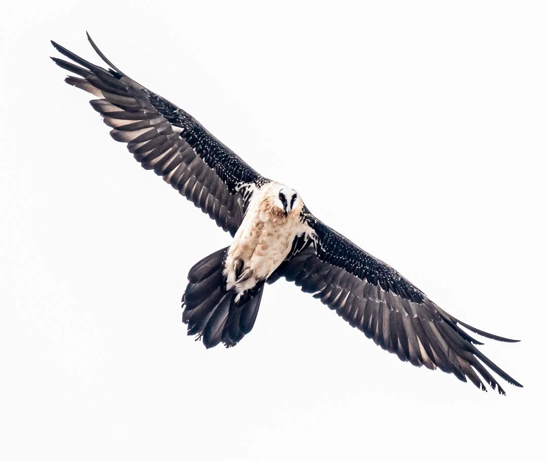 WS Mt Kilimanjaro 26-8063.jpg