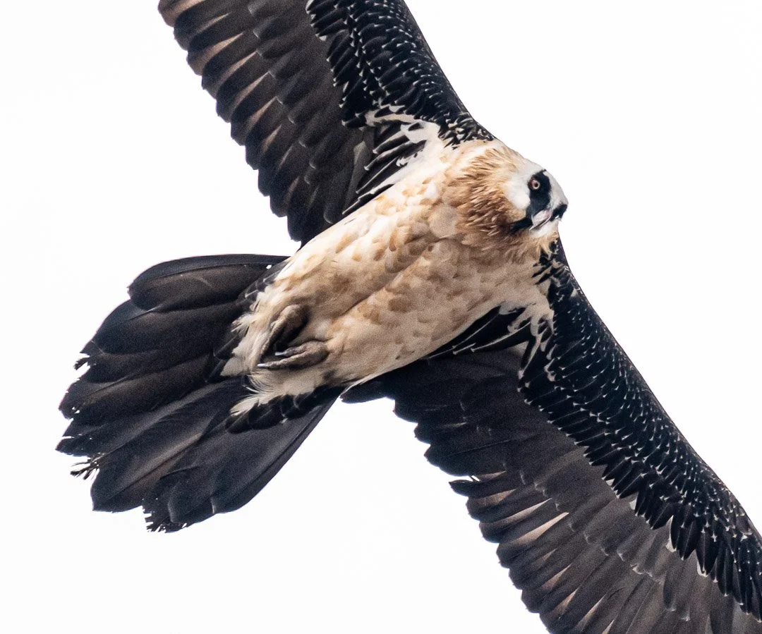 WS Mt Kilimanjaro 26-8065.jpg