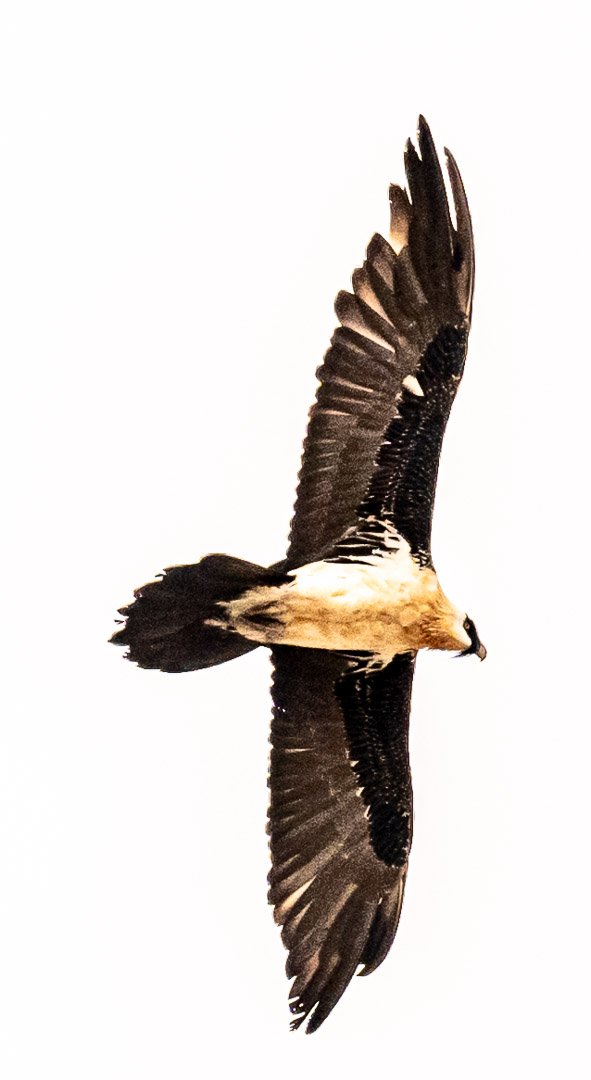 WS Mt Kilimanjaro 26-8078.jpg