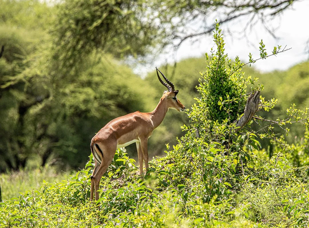 WS - Safari-8816.jpg