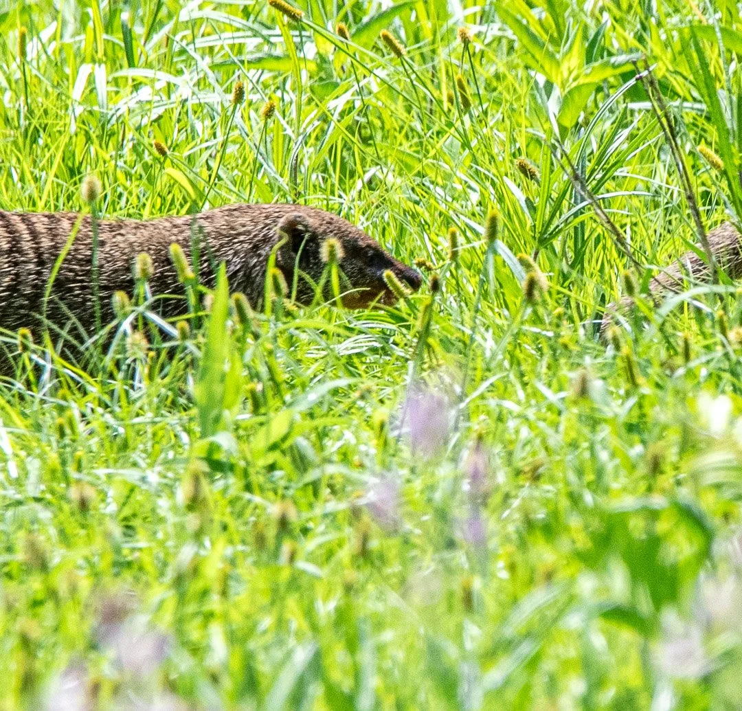 WS - Safari-8823.jpg