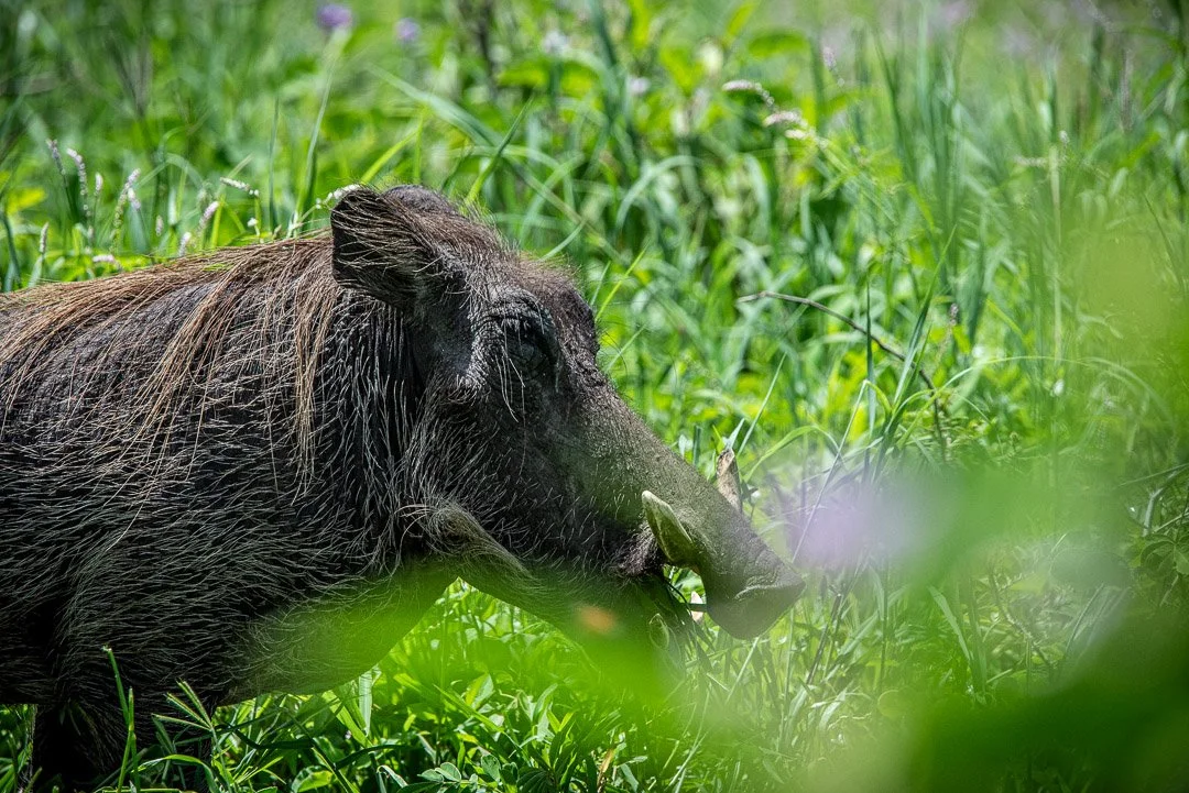 WS - Safari-8841.jpg