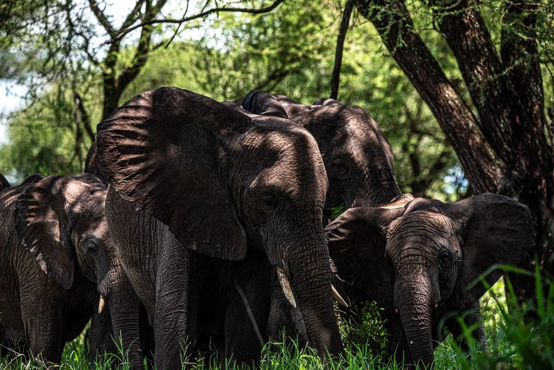 WS - Safari-8861.jpg