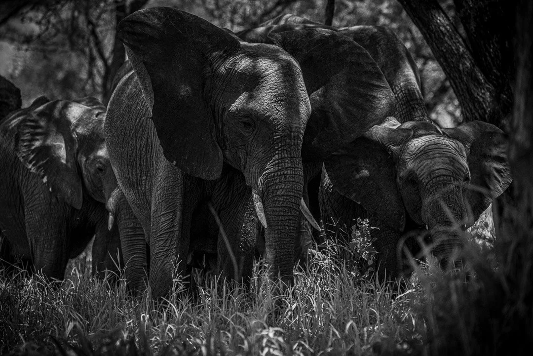 WS - Safari-8862.jpg