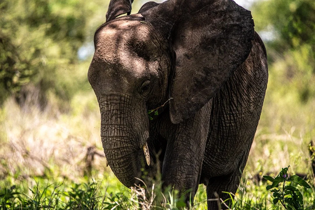 WS - Safari-8865.jpg