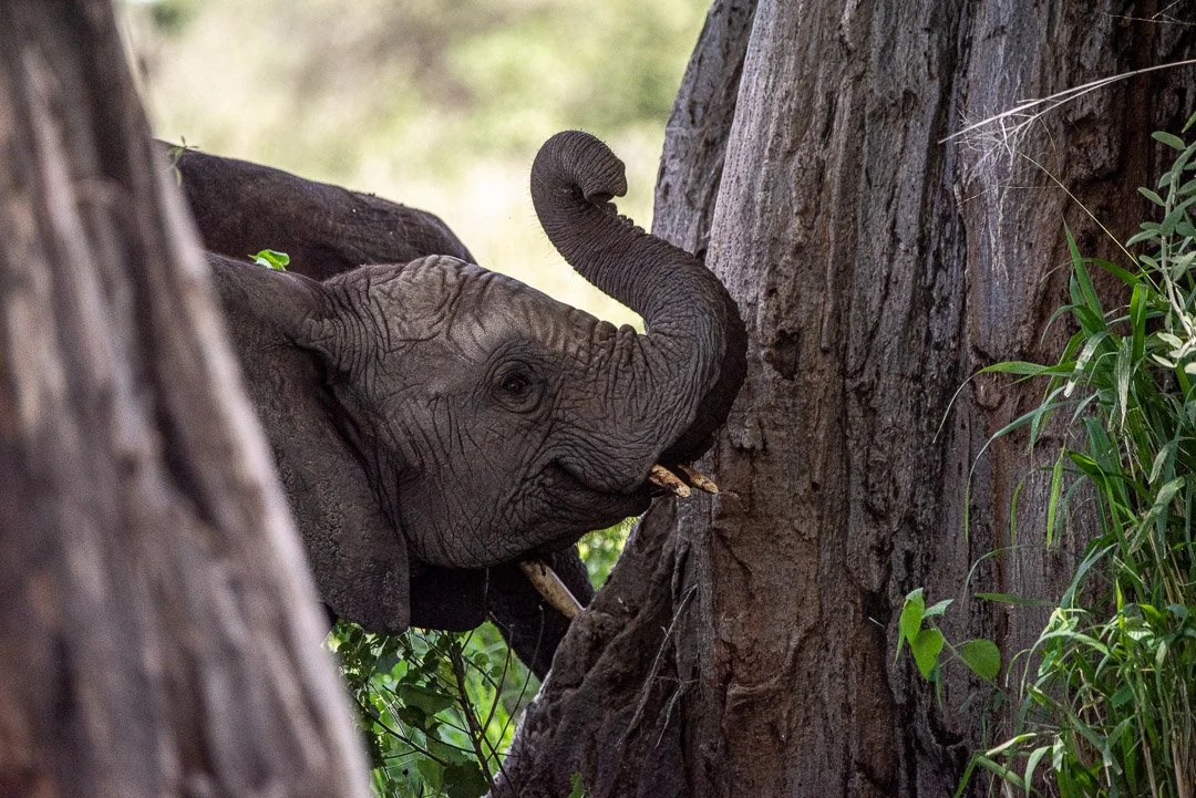 WS - Safari-8877.jpg