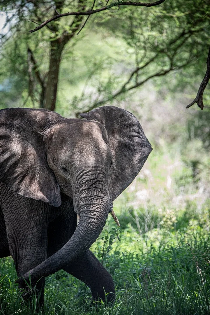 WS - Safari-8886.jpg