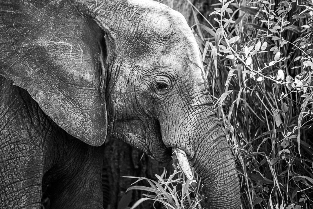 WS - Safari-8899.jpg