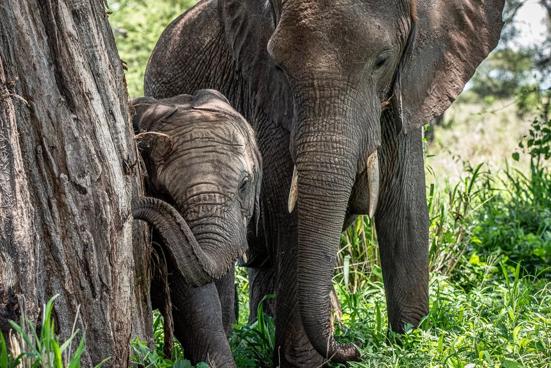 WS - Safari-8921.jpg