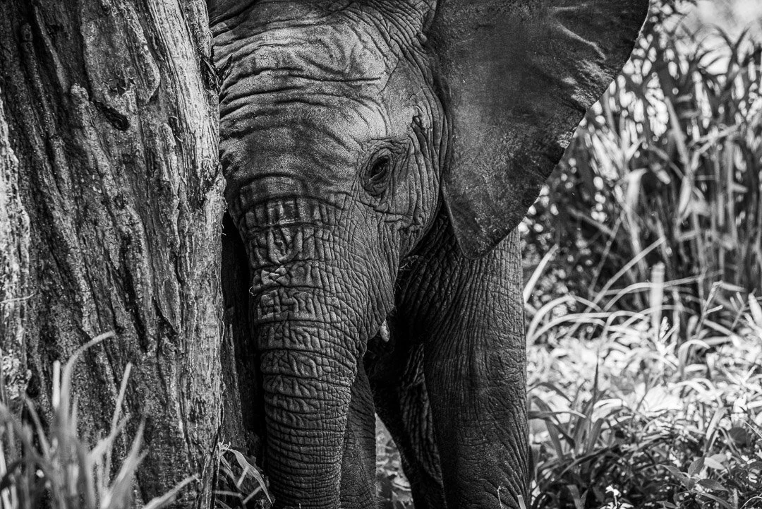 WS - Safari-8926.jpg