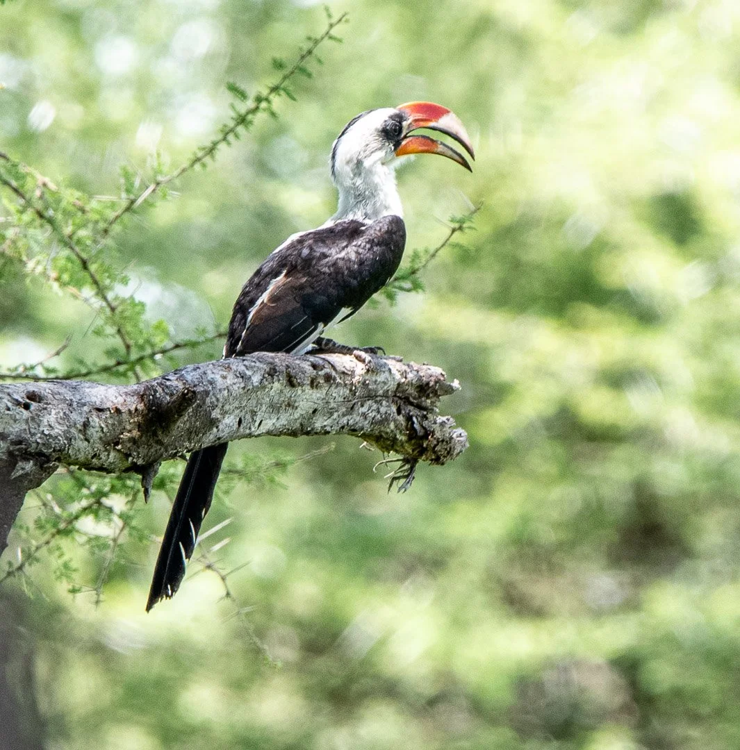 WS - Safari-8932.jpg