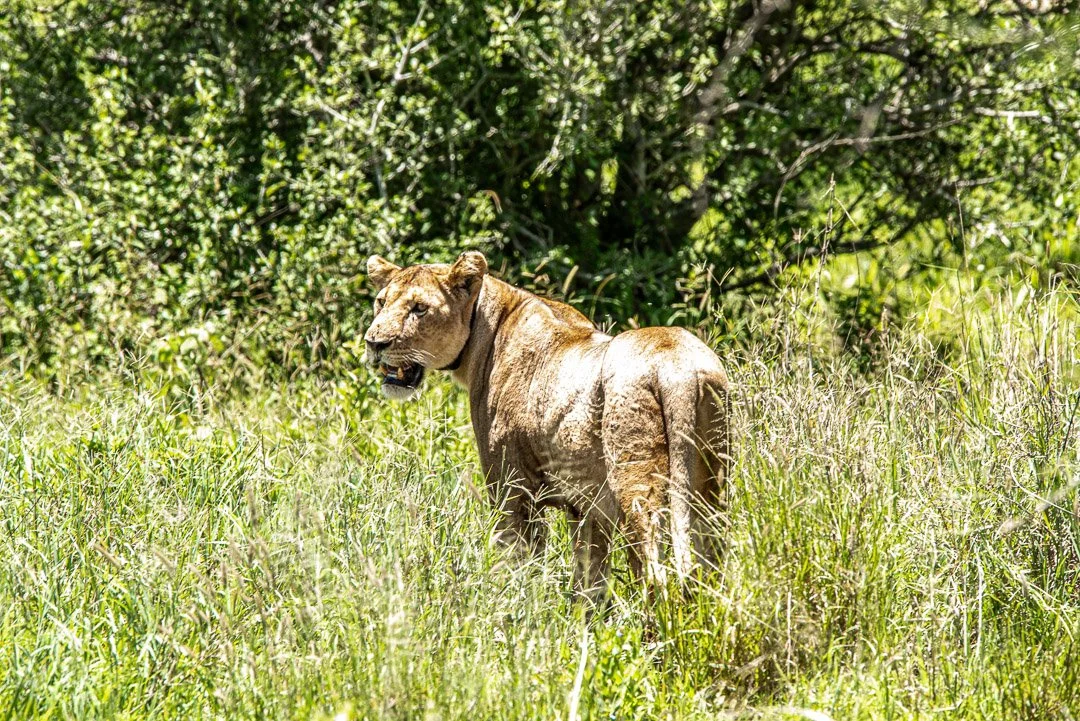 WS - Safari-8985.jpg