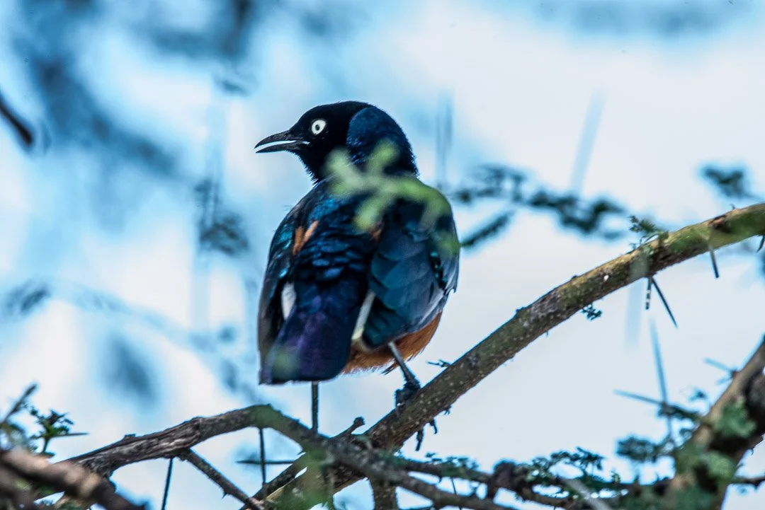 WS - Safari-8996.jpg