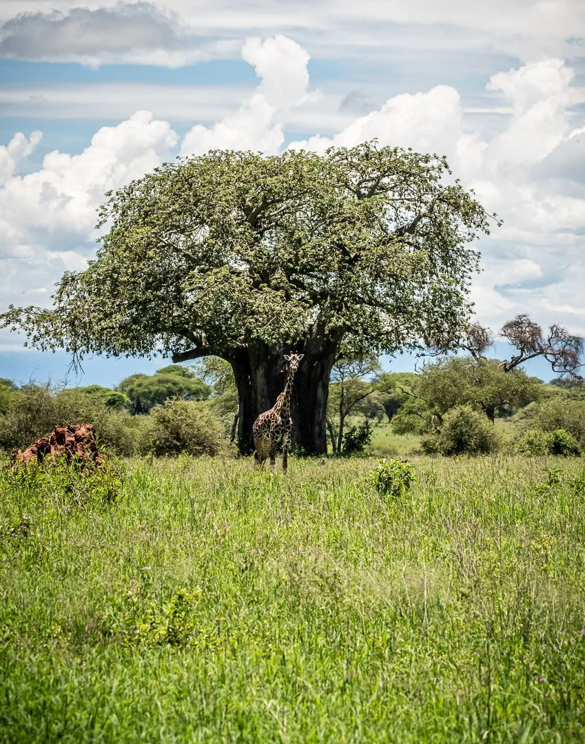 WS - Safari-9021.jpg