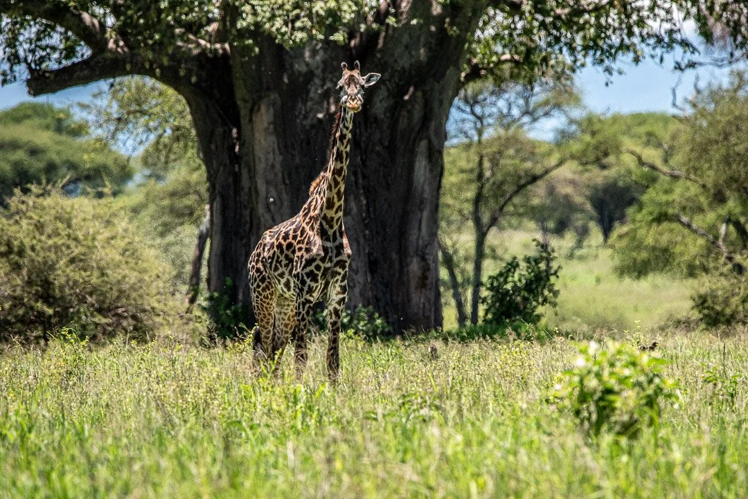 WS - Safari-9022.jpg