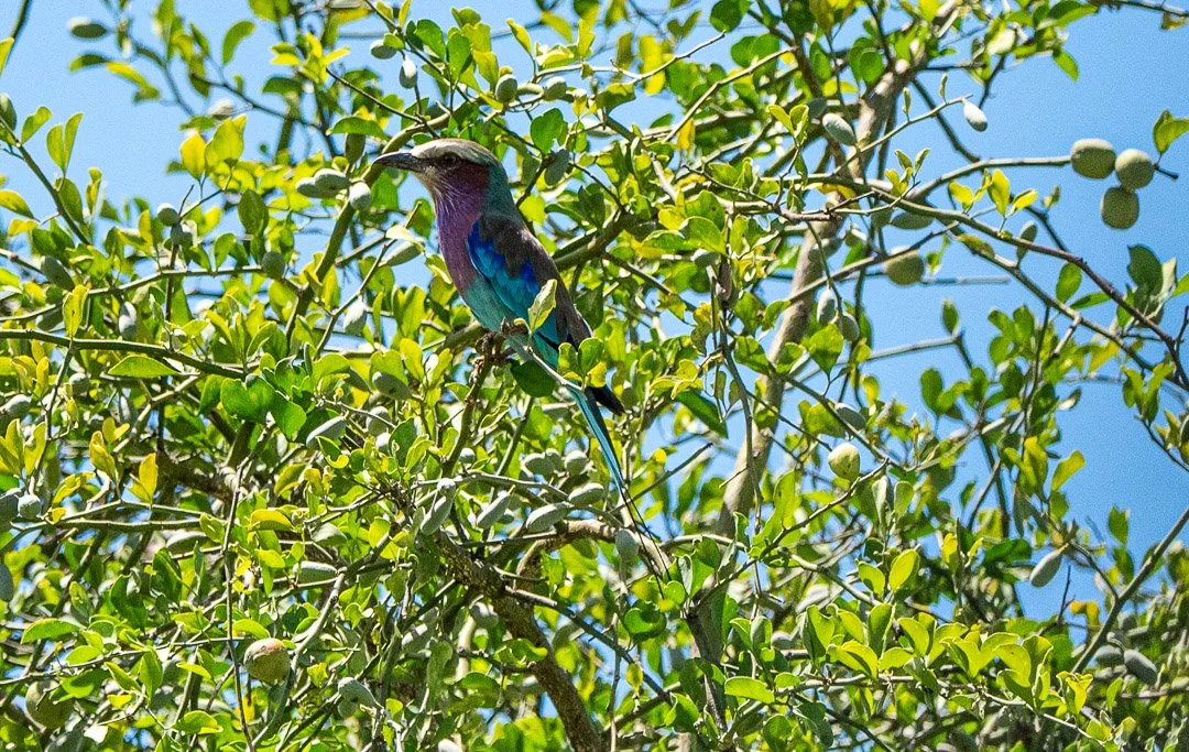 WS - Safari-9042.jpg