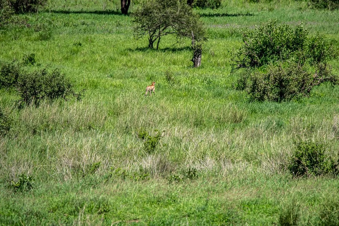 WS - Safari-9057.jpg