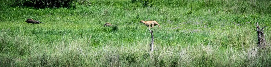 WS - Safari-9062.jpg