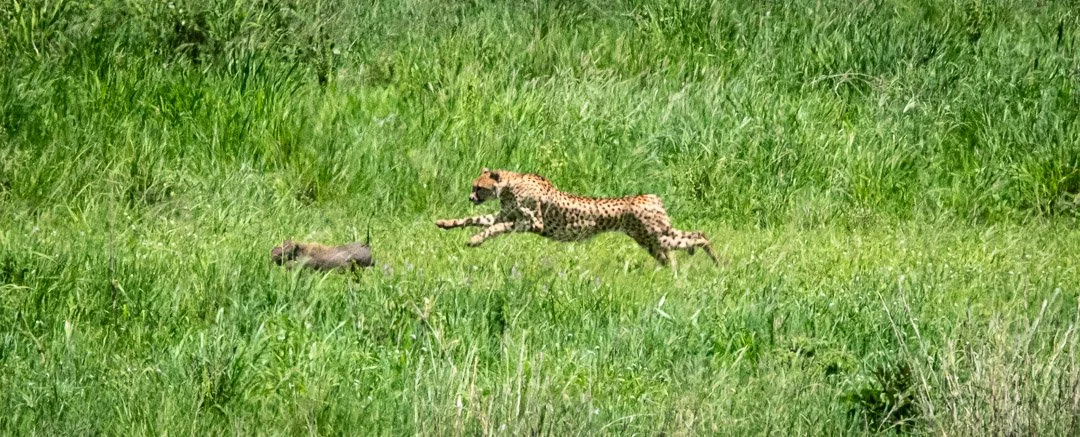 WS - Safari-9063.jpg