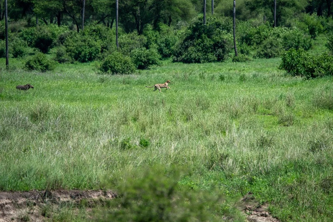 WS - Safari-9070.jpg