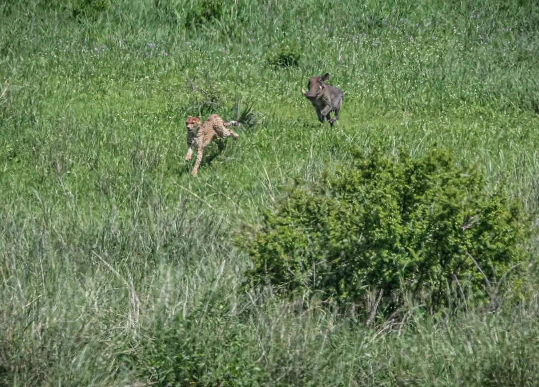 WS - Safari-9072.jpg