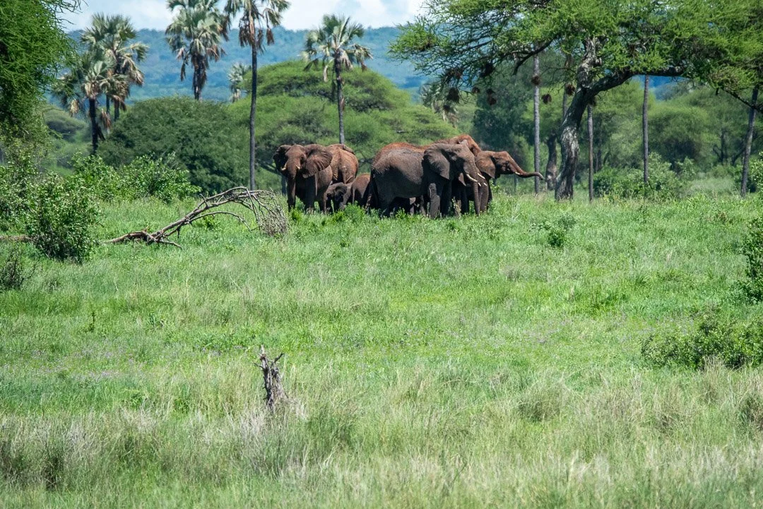 WS - Safari-9073.jpg