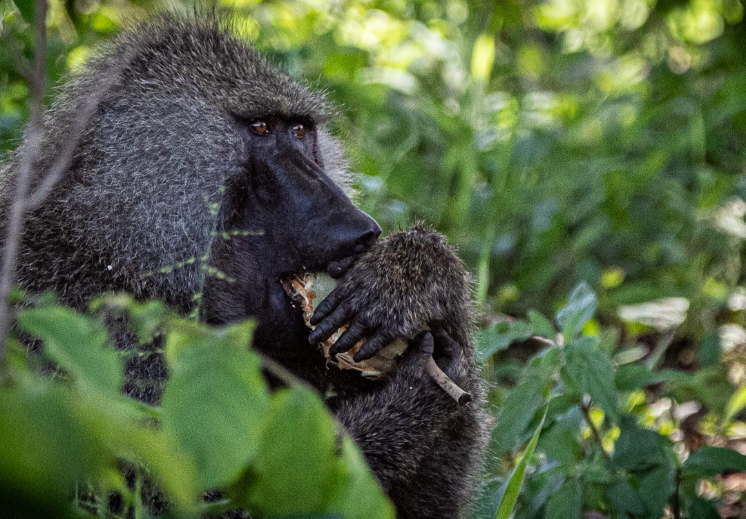 WS - Safari-9084.jpg