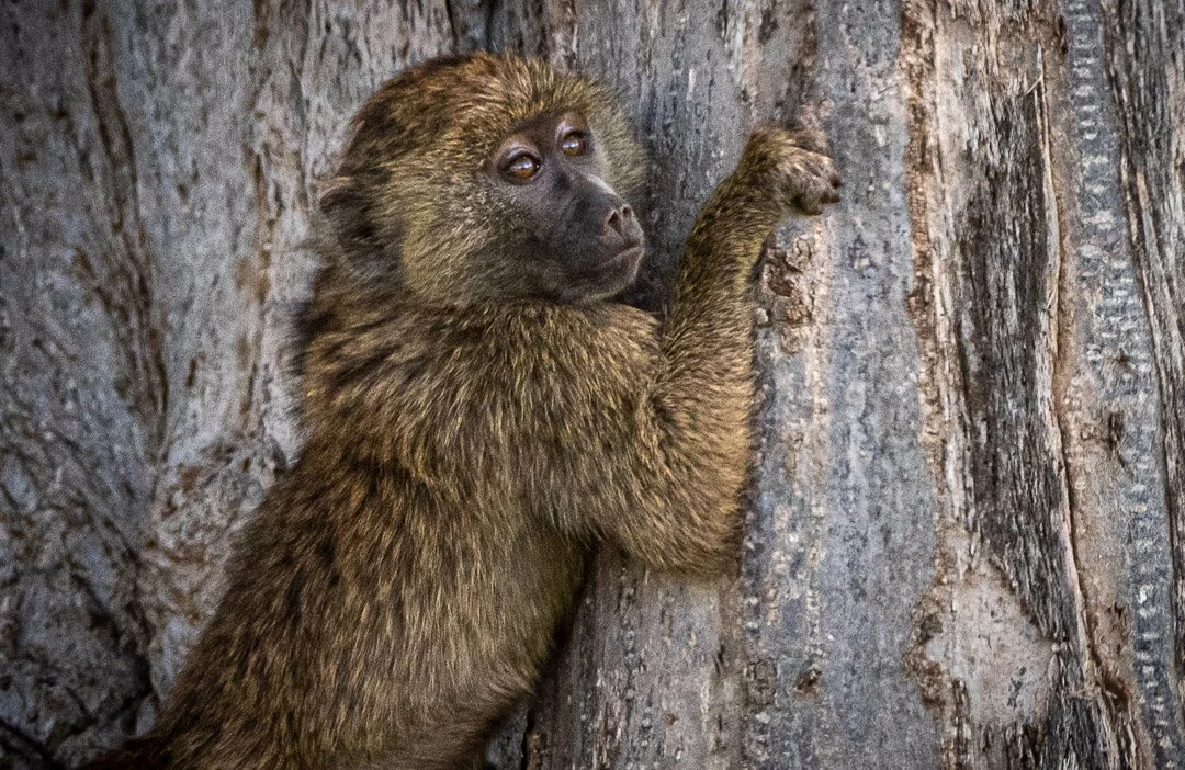 WS - Safari-9093.jpg