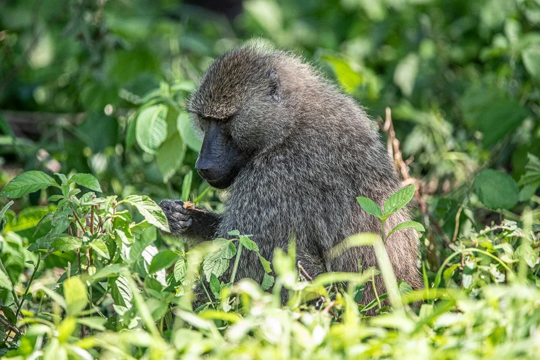 WS - Safari-9103.jpg