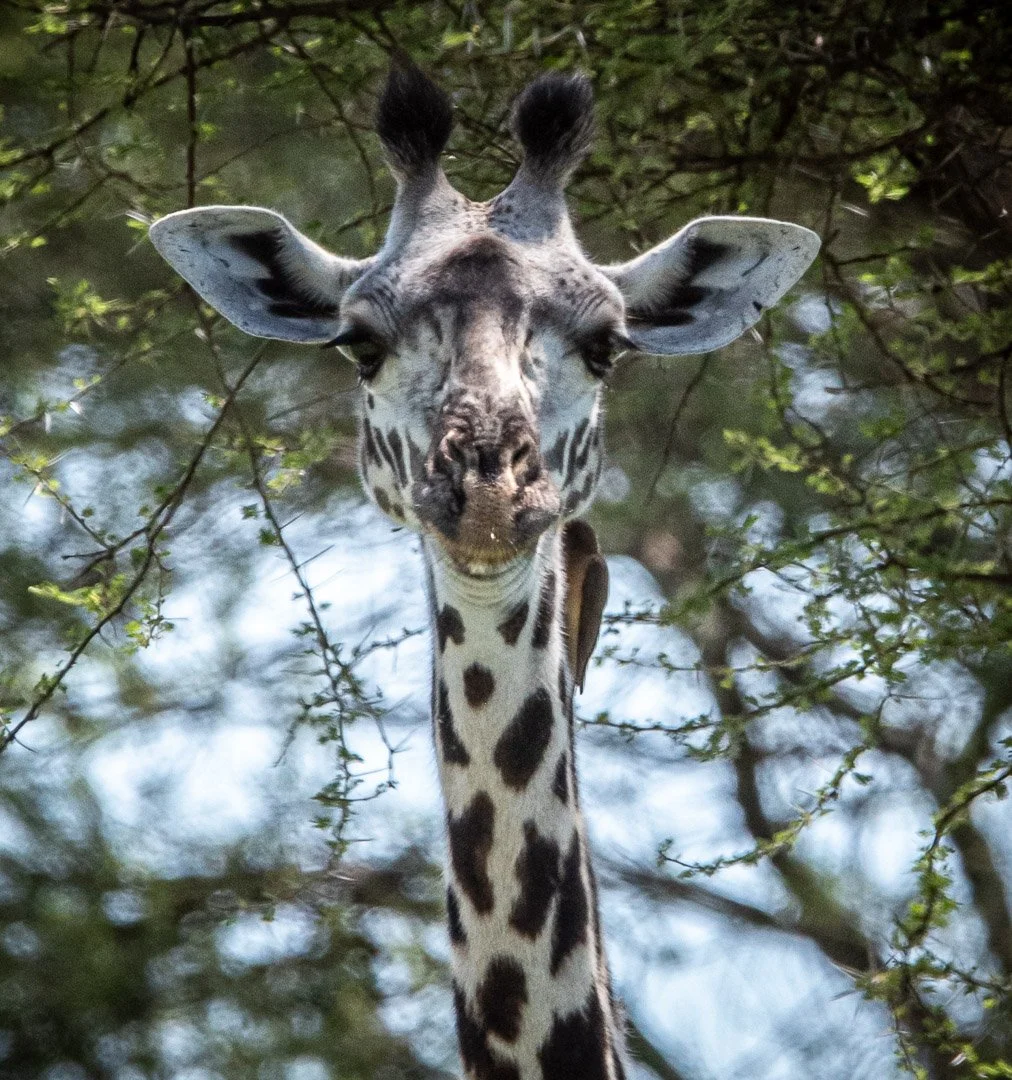 WS - Safari-9120.jpg