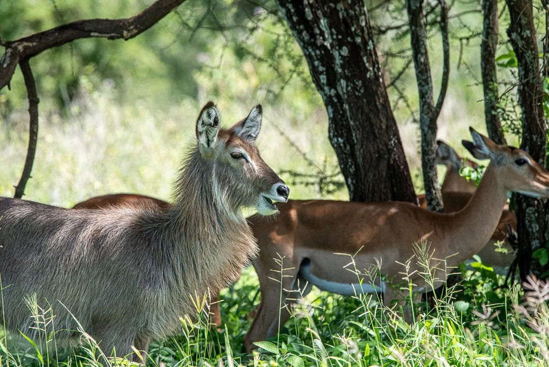 WS - Safari-9145.jpg