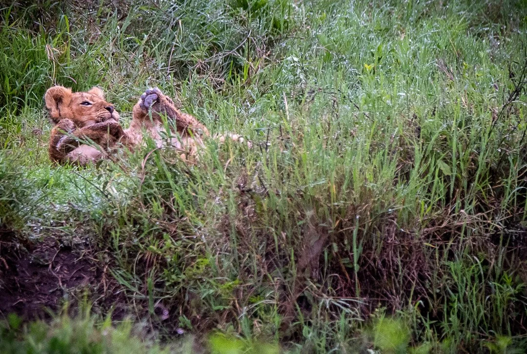 WS - Safari-9172.jpg