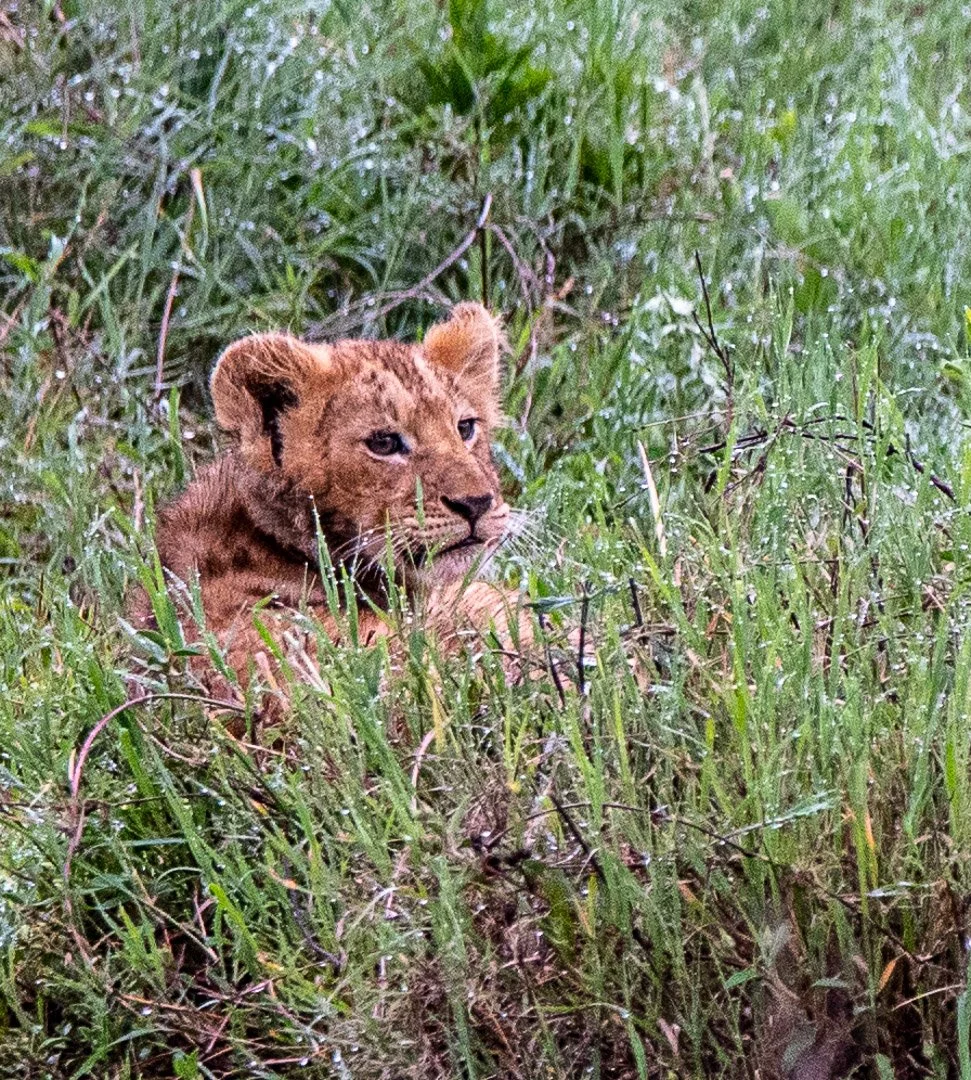 WS - Safari-9179.jpg