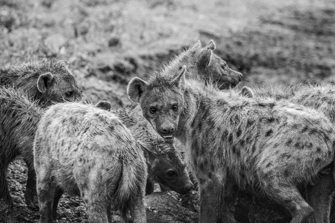 WS - Safari-9242.jpg