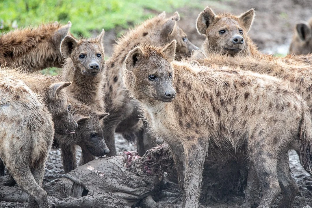 WS - Safari-9243.jpg