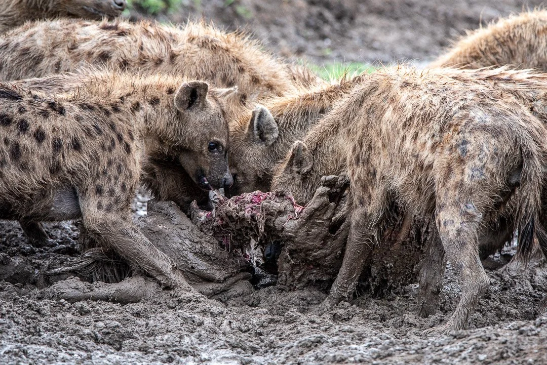 WS - Safari-9251.jpg