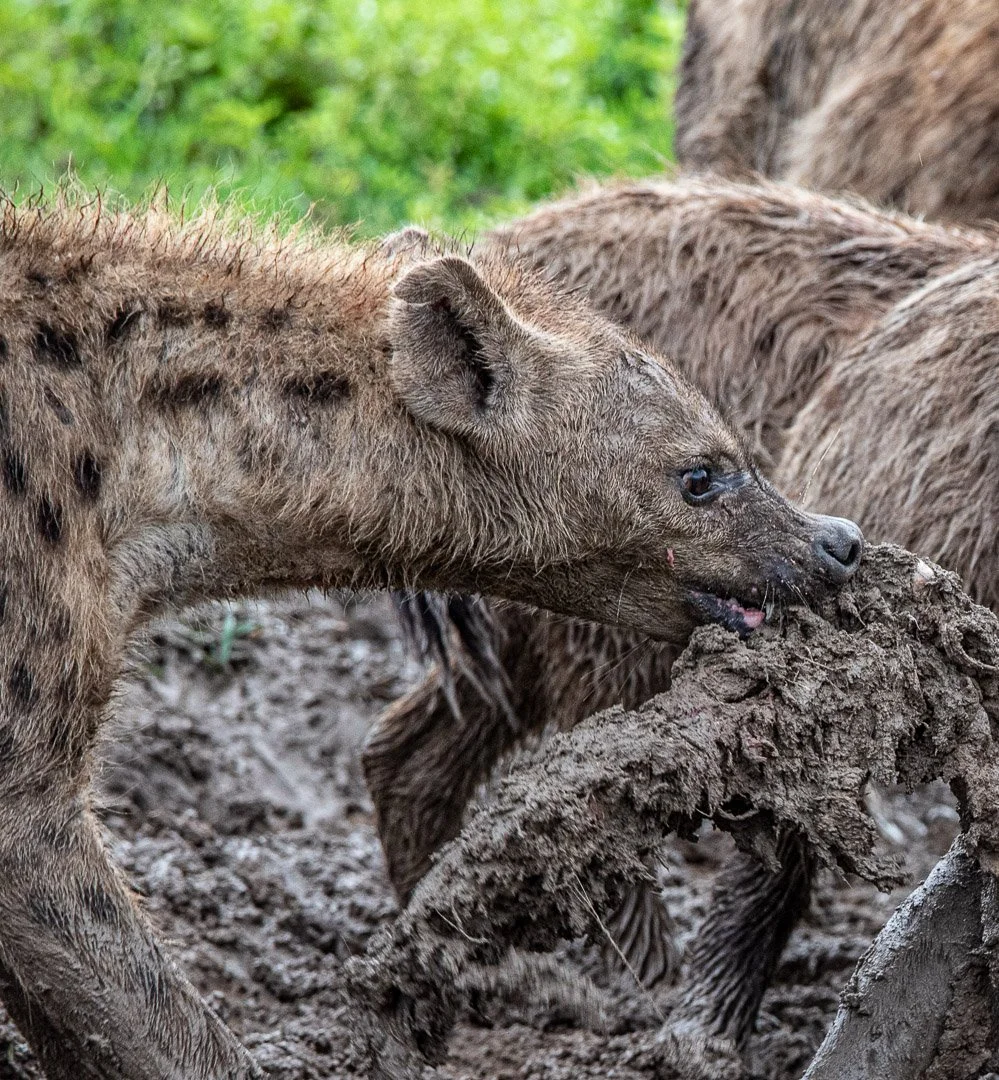 WS - Safari-9255.jpg