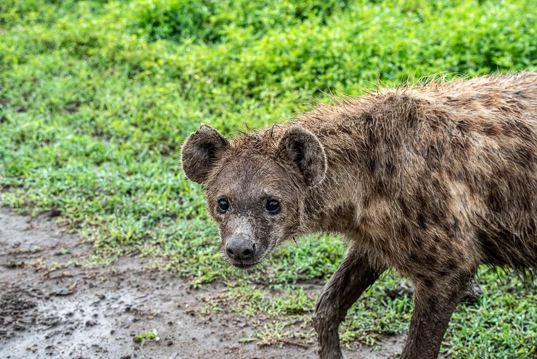 WS - Safari-9265.jpg