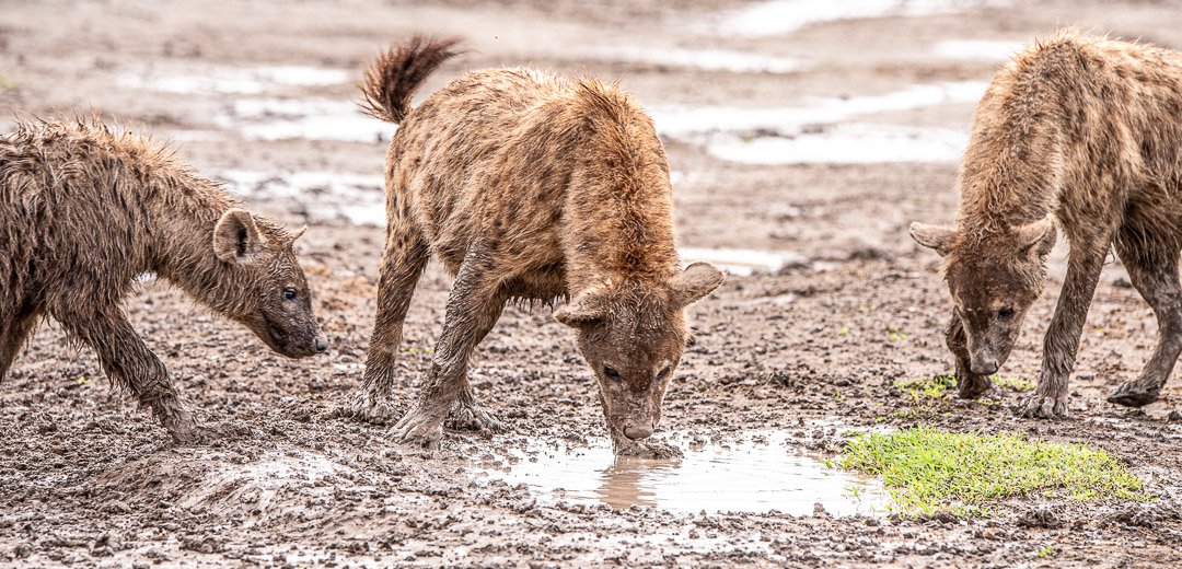 WS - Safari-9287.jpg