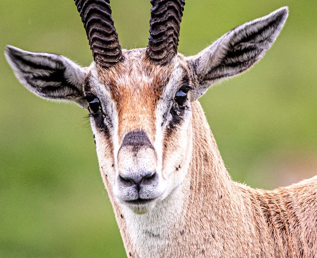 WS - Safari-9199.jpg