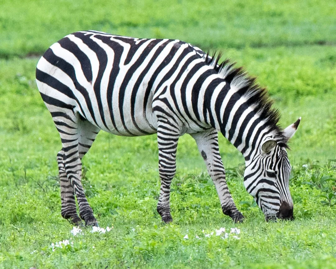 WS - Safari-9212.jpg