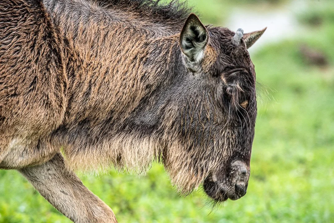 WS - Safari-9213.jpg