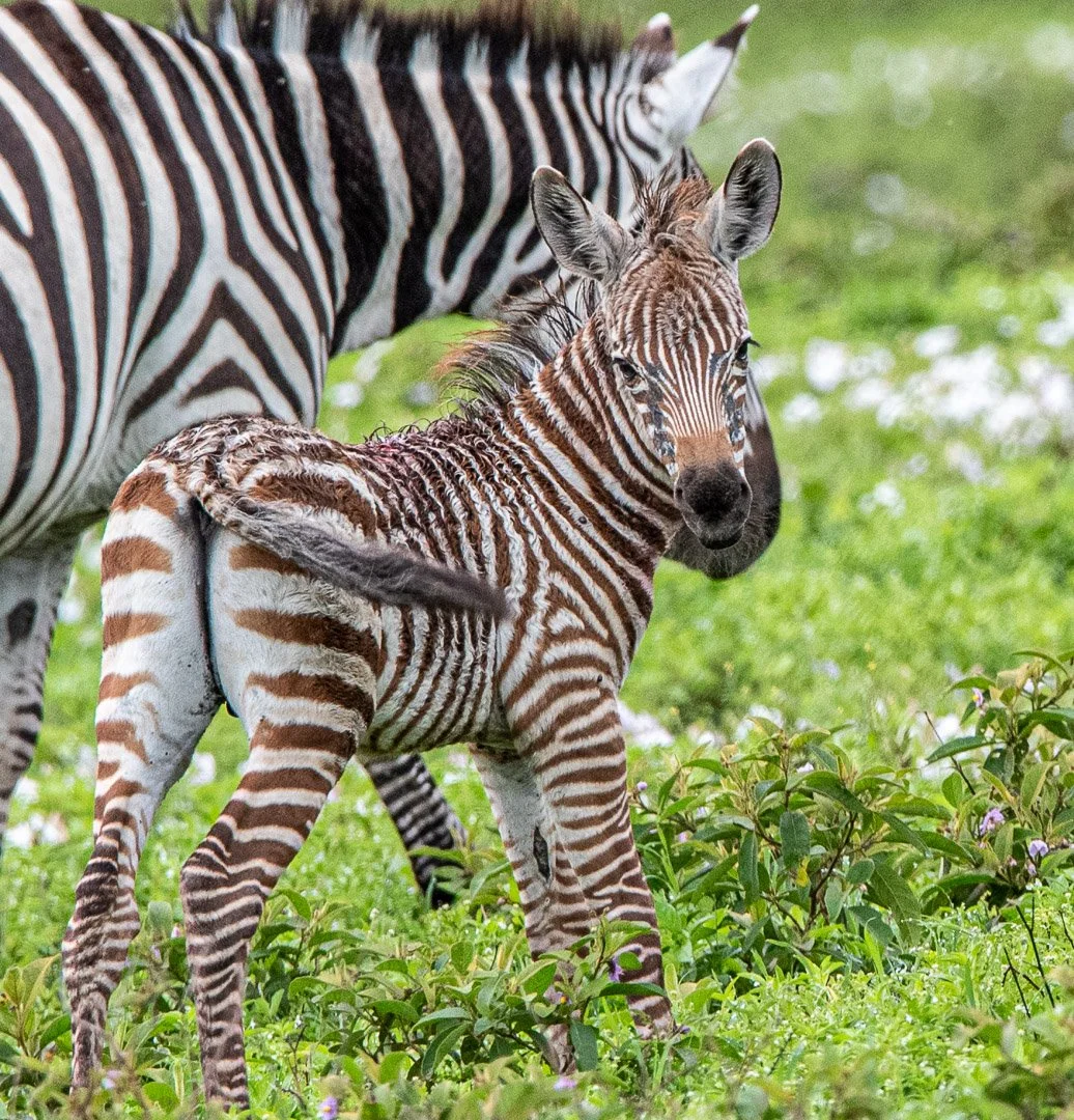 WS - Safari-9230.jpg