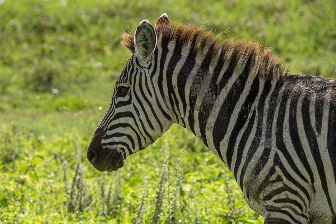 WS - Safari-9306.jpg