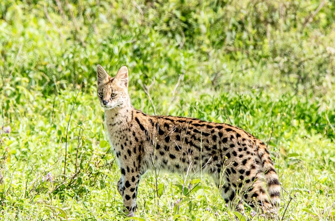 WS - Safari-9295.jpg