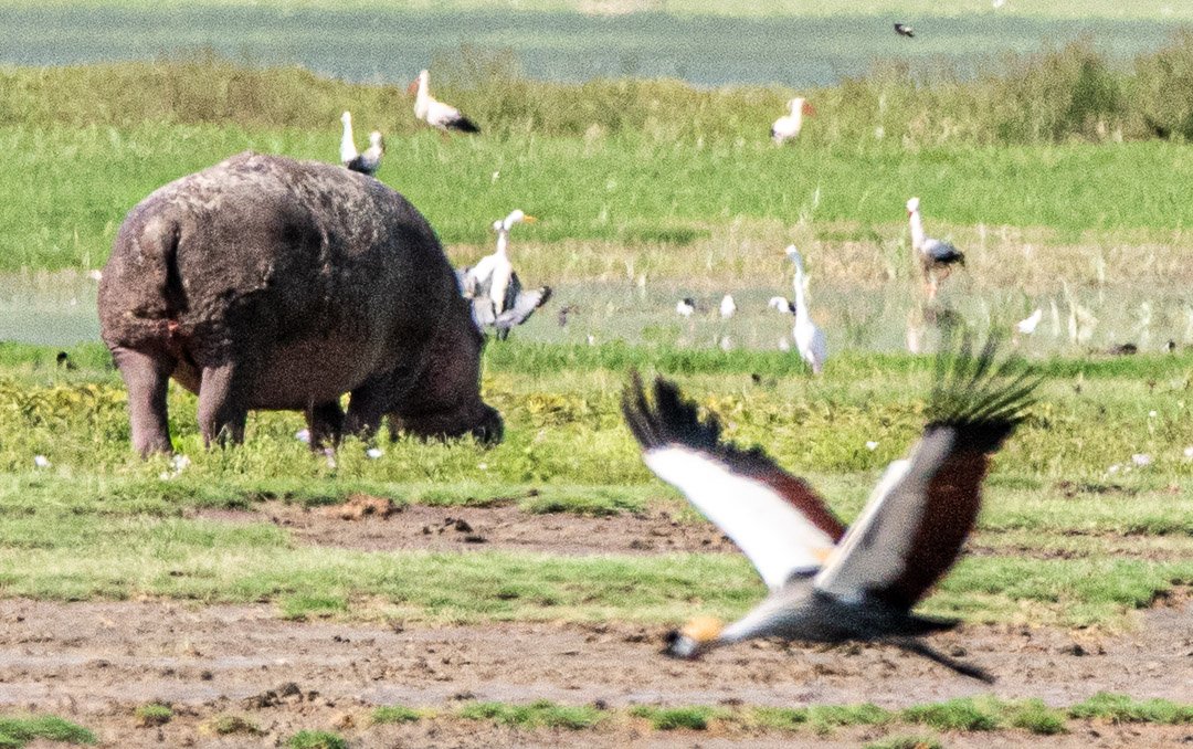 WS - Safari-9335.jpg