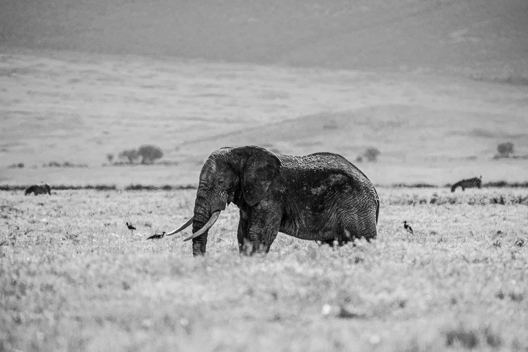 WS - Safari-9341.jpg